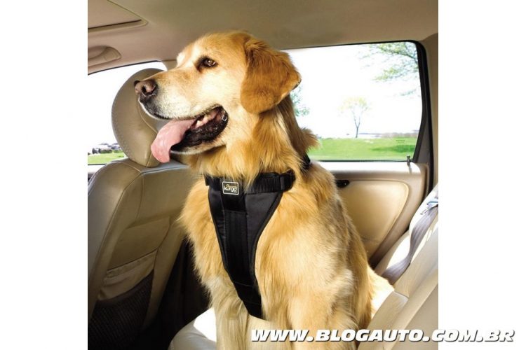 Cão durante passeio no automóvel